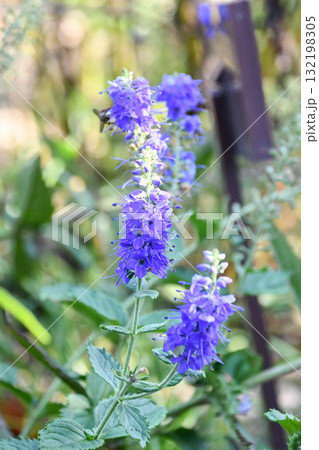 ルリトラノオ Speedwell ルリトラノオ Speedwell 132198305