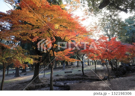 日本の紅葉　奈良公園 132198306