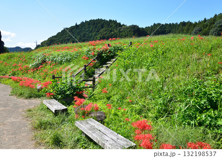 蓑沢(みのざわ)彼岸花公園 2025-9-27 #64 蓑沢(みのざわ)彼岸花公園 2025-9-27 #64 132198537