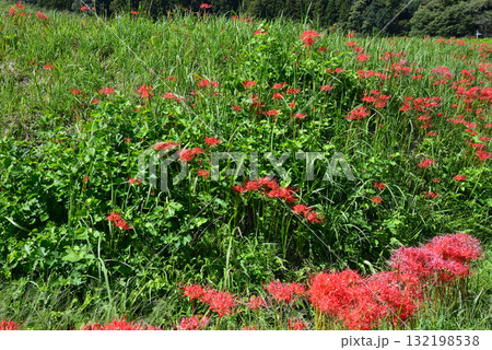 蓑沢(みのざわ)彼岸花公園  2025-9-27　＃65 132198538