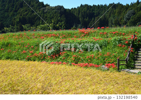 蓑沢(みのざわ)彼岸花公園  2025-9-27　＃67 132198540
