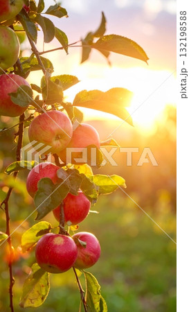 Apples in the Apple Orchard Apples in the Apple Orchard 132198588