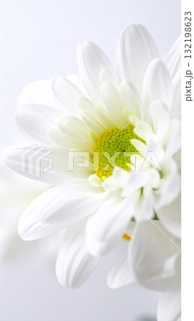 Close-up of Chrysanthemum Flower 132198623