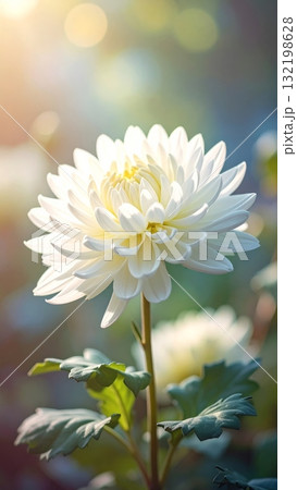 Chrysanthemums in the Garden Chrysanthemums in the Garden 132198628