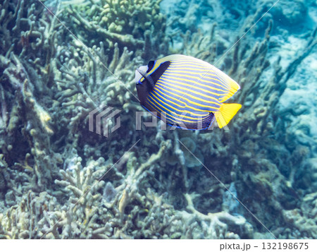 タテジマキンチャクダイ他の群れ。美しいサンゴ礁と熱帯魚の群れ。 沖縄県島尻郡慶良間諸島座間味島安室島 タテジマキンチャクダイ他の群れ。美しいサンゴ礁と熱帯魚の群れ。 沖縄県島尻郡慶良間諸島座間味島安室島 132198675