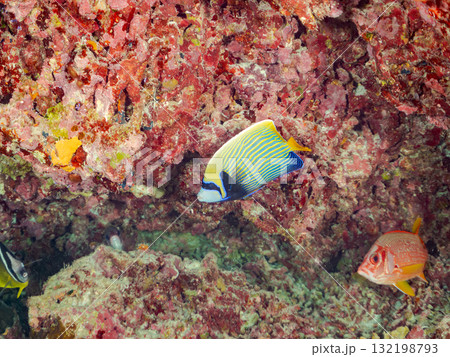 タテジマキンチャクダイ、オニハタタテダイ他の群れ。美しいサンゴ礁と熱帯魚の群れ。 安室島慶良間諸島 タテジマキンチャクダイ、オニハタタテダイ他の群れ。美しいサンゴ礁と熱帯魚の群れ。 安室島慶良間諸島 132198793