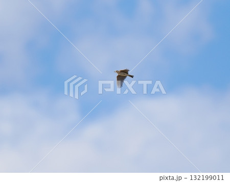 空を飛ぶ冬のひばリ 132199011