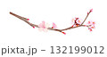 Cherry blossom branch with tender pink buds, natural brown tones. Hand-painted watercolor clip art isolated on white, perfect for spring design, floral decor, invitations, and Asian-inspired projects. 132199012