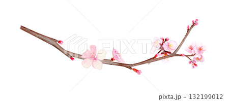 Cherry blossom branch with tender pink buds, natural brown tones. Hand-painted watercolor clip art isolated on white, perfect for spring design, floral decor, invitations, and Asian-inspired projects. 132199012