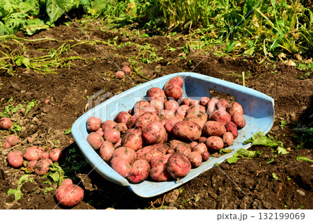 収穫したジャガイモ 収穫したジャガイモ 132199069