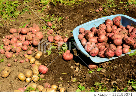 収穫したジャガイモ 収穫したジャガイモ 132199071