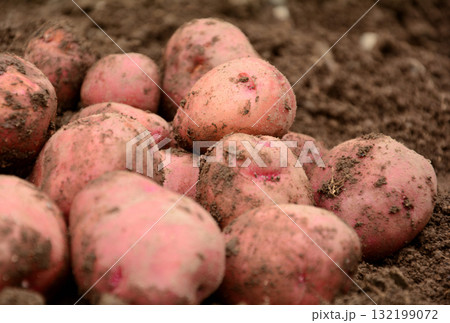 収穫したジャガイモ 132199072