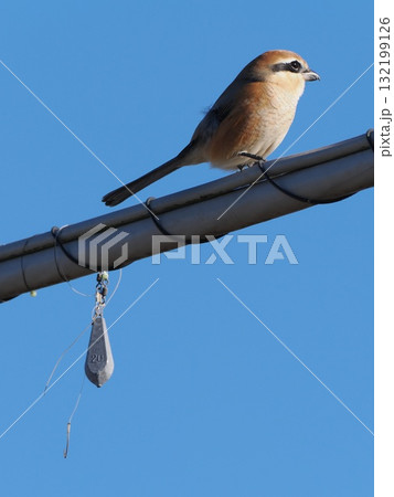 釣りの仕掛けが絡まる電線にとまるモズ 釣りの仕掛けが絡まる電線にとまるモズ 132199126