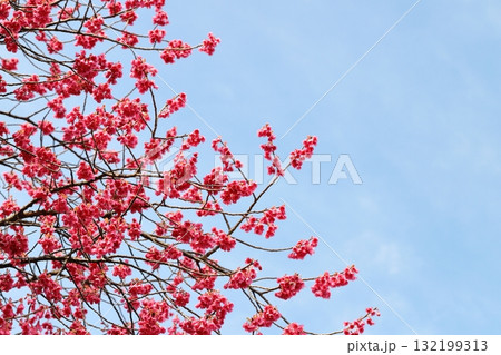 満開のカンヒザクラ 満開のカンヒザクラ 132199313
