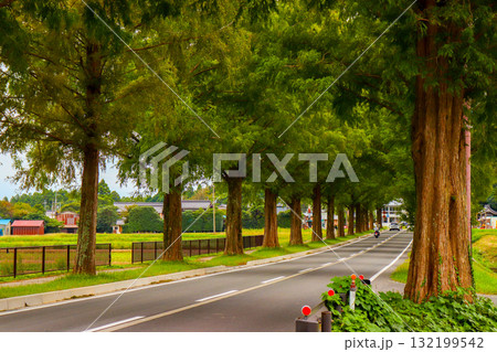 秋のメタセコイア並木 132199542