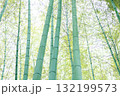 下から見上げた新緑の竹林と木漏れ日 132199573