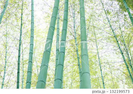 下から見上げた新緑の竹林と木漏れ日 下から見上げた新緑の竹林と木漏れ日 132199573
