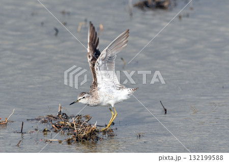 羽根を広げたクサシギ。 132199588