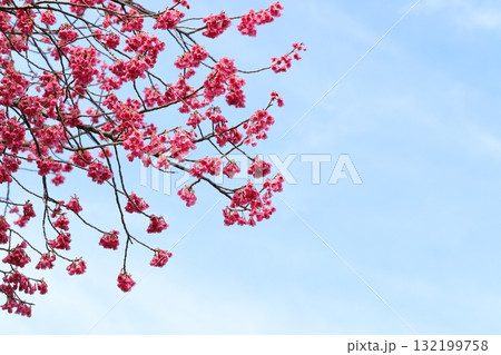 満開のカンヒザクラ 132199758