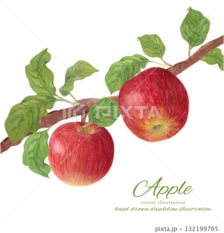 水彩で描いた枝付きのりんごのベクターイラスト 132199765