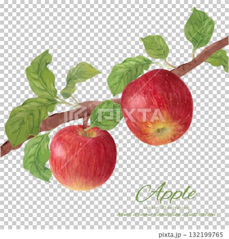水彩で描いた枝付きのりんごのベクターイラスト 132199765