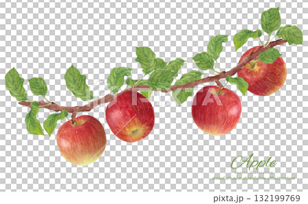 樹枝上的蘋果的水彩插圖 132199769