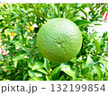青いミカン 132199854