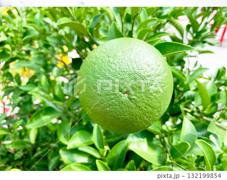青いミカン 132199854