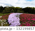 秩父の芝桜 132199857