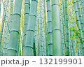 密集する新緑の竹林 132199901