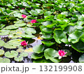 スイレンの花 132199908