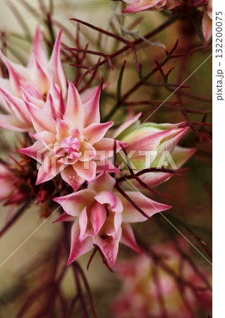 セルリアの花 セルリアの花 132200075