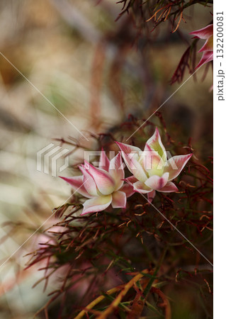 セルリアの花 132200081