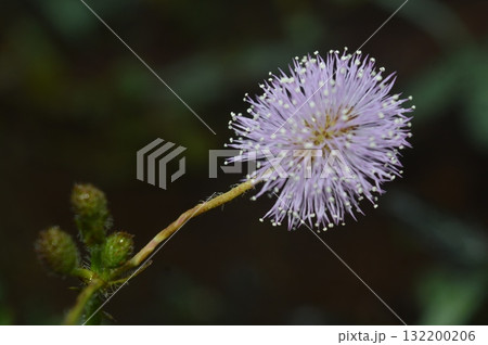 Close-up of Mimosa Pudica Flower with Soft Pink Petals and Green Buds in Natural Garden Light Close-up of Mimosa Pudica Flower with Soft Pink Petals and Green Buds in Natural Garden Light 132200206