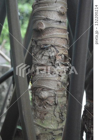 Close-up of Palm Tree Trunk Texture with Natural Pattern 132200214