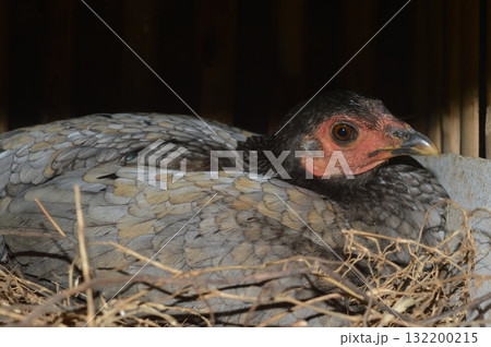 chicken in farm chicken in farm 132200215