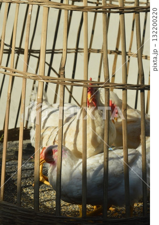 White chickens inside a traditional bamboo cage under sunlight White chickens inside a traditional bamboo cage under sunlight 132200220