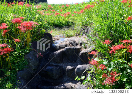 蓑沢(みのざわ)彼岸花公園　2025-9-27　＃74 132200258