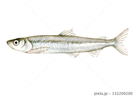 ワカサギ釣り 魚釣り 魚 ワカサギ 水彩 イラスト ワカサギ釣り 魚釣り 魚 ワカサギ 水彩 イラスト 132200280