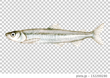 ワカサギ釣り 魚釣り 魚 ワカサギ 水彩 イラスト ワカサギ釣り 魚釣り 魚 ワカサギ 水彩 イラスト 132200280