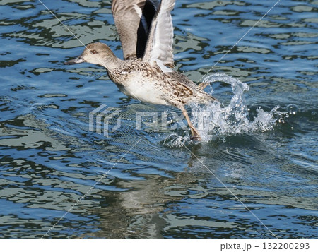 メタリックな水面から飛び立つ鴨 132200293