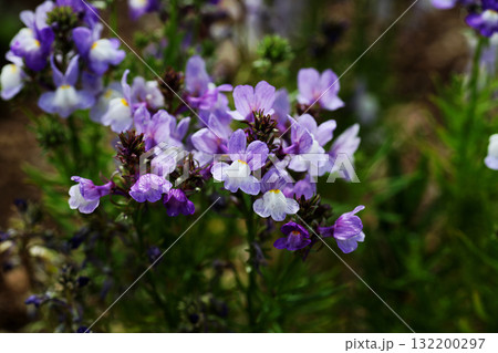 リナリアの花 132200297