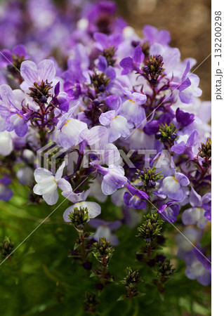 リナリアの花 132200298