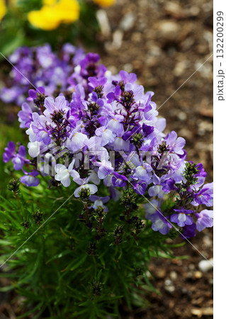 リナリアの花 132200299