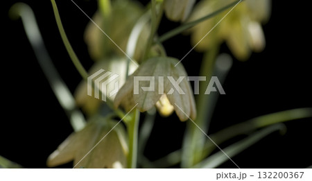 バイモユリ バイモユリ 132200367