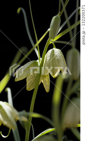 バイモユリ バイモユリ 132200371