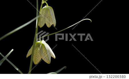 バイモユリ バイモユリ 132200380