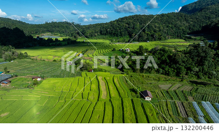 Aerial top view rice fields agriculture land, Rice fields prepare the harvest, Beautiful rice fields nature landscape texture and background. 132200446