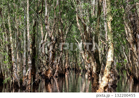 Jungle wetlands wilderness, Wetlands crucial for biodiversity, Swamp landscape ecological reserve in wildlife, Greenery rural area with swamp. Jungle wetlands wilderness, Wetlands crucial for biodiversity, Swamp landscape ecological reserve in wildlife, Greenery rural area with swamp. 132200455