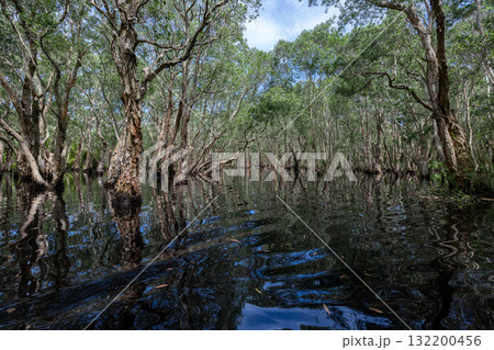 Jungle wetlands wilderness, Wetlands crucial for biodiversity, Swamp landscape ecological reserve in wildlife, Greenery rural area with swamp. 132200456
